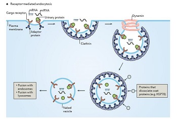 外泌體推薦綜述文獻(xiàn)10篇